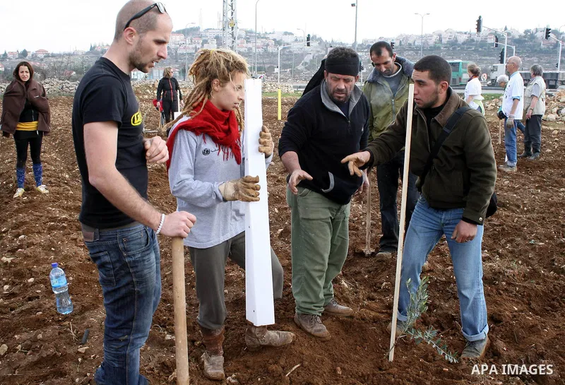 International activists help Palestinian farmers planting trees in the village of Umm Salamunah, near the Jewish settlement of Efrat, southern the West Bank city of Bethlehem on February 13, 2011. Photo by Najeh Hashlamo...