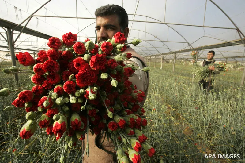 Palestinian farmers prepare flowers for export to the European countries at their flowers farm in Rafah in the southern Gaza Strip on February 14, 2011. Valentine's Day, celebrated on February 14, is named after the Chri...