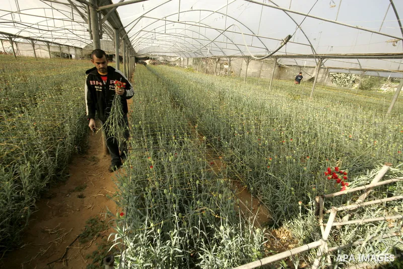 Palestinian farmers prepare flowers for export to the European countries at their flowers farm in Rafah in the southern Gaza Strip on February 14, 2011. Valentine's Day, celebrated on February 14, is named after the Chri...