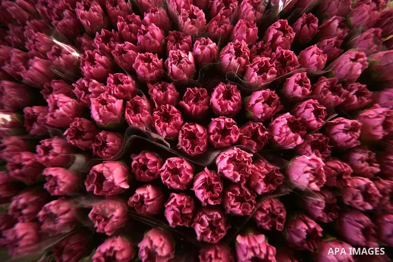 Palestinian farmers prepare flowers for export to the European countries at their flowers farm in Rafah in the southern Gaza Strip on February 14, 2011. Valentine's Day, celebrated on February 14, is named after the Chri...
