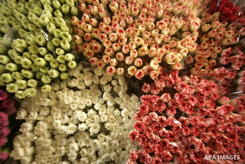 Palestinian farmers prepare flowers for export to the European countries at their flowers farm in Rafah in the southern Gaza Strip on February 14, 2011. Valentine's Day, celebrated on February 14, is named after the Chri...