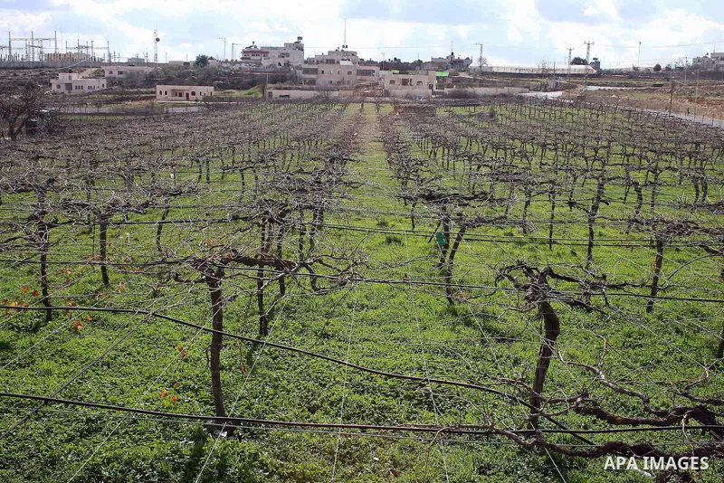 A view of Hashlamoun farm, in the West Bank city of Hebron, February 15, 2011. Palestinian farmers usually cut their trees in this time of the year by using special kinds of tools which are old and modern. Most of them d...