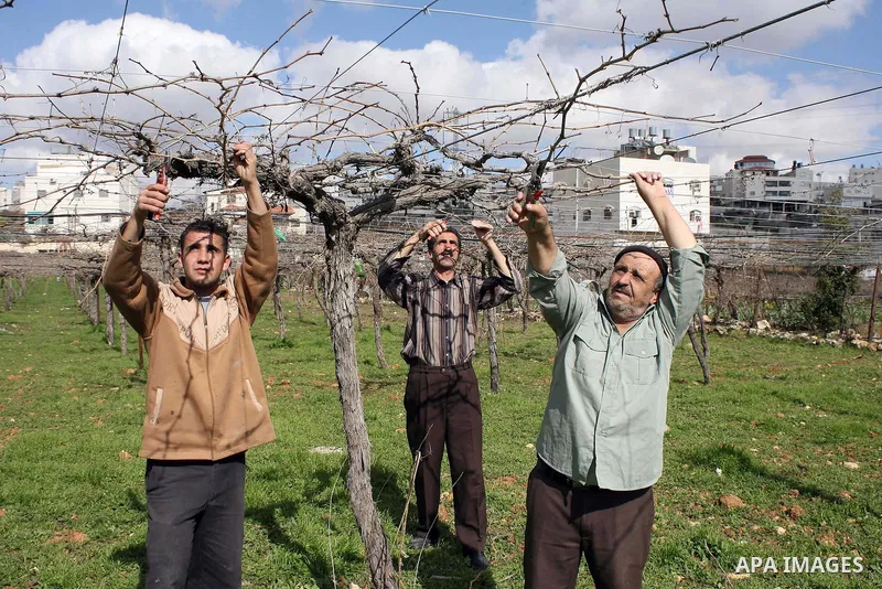 Palestinian farmers are cutting the peaches trees at Hashlamoun farm in the West Bank city of Hebron, February 15, 2011. Palestinian farmers usually cut their trees in this time of the year by using special kinds of tool...