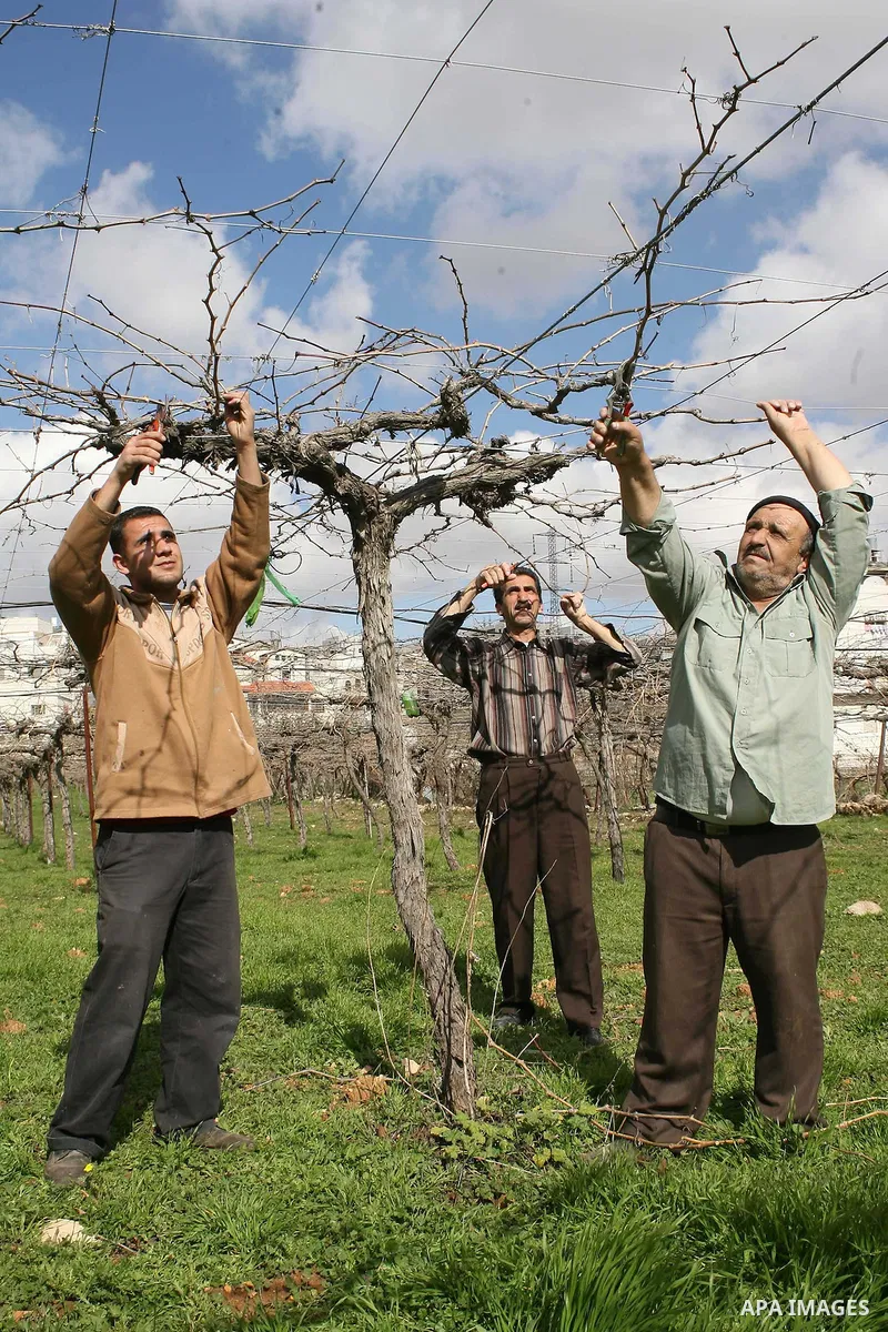 Palestinian farmers are cutting the peaches trees at Hashlamoun farm in the West Bank city of Hebron, February 15, 2011. Palestinian farmers usually cut their trees in this time of the year by using special kinds of tool...