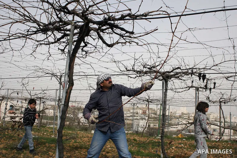 A Palestinian farmer is cutting the peaches trees at Hashlamoun farm in the West Bank city of Hebron, February 15, 2011. Palestinian farmers usually cut their trees in this time of the year by using special kinds of tool...