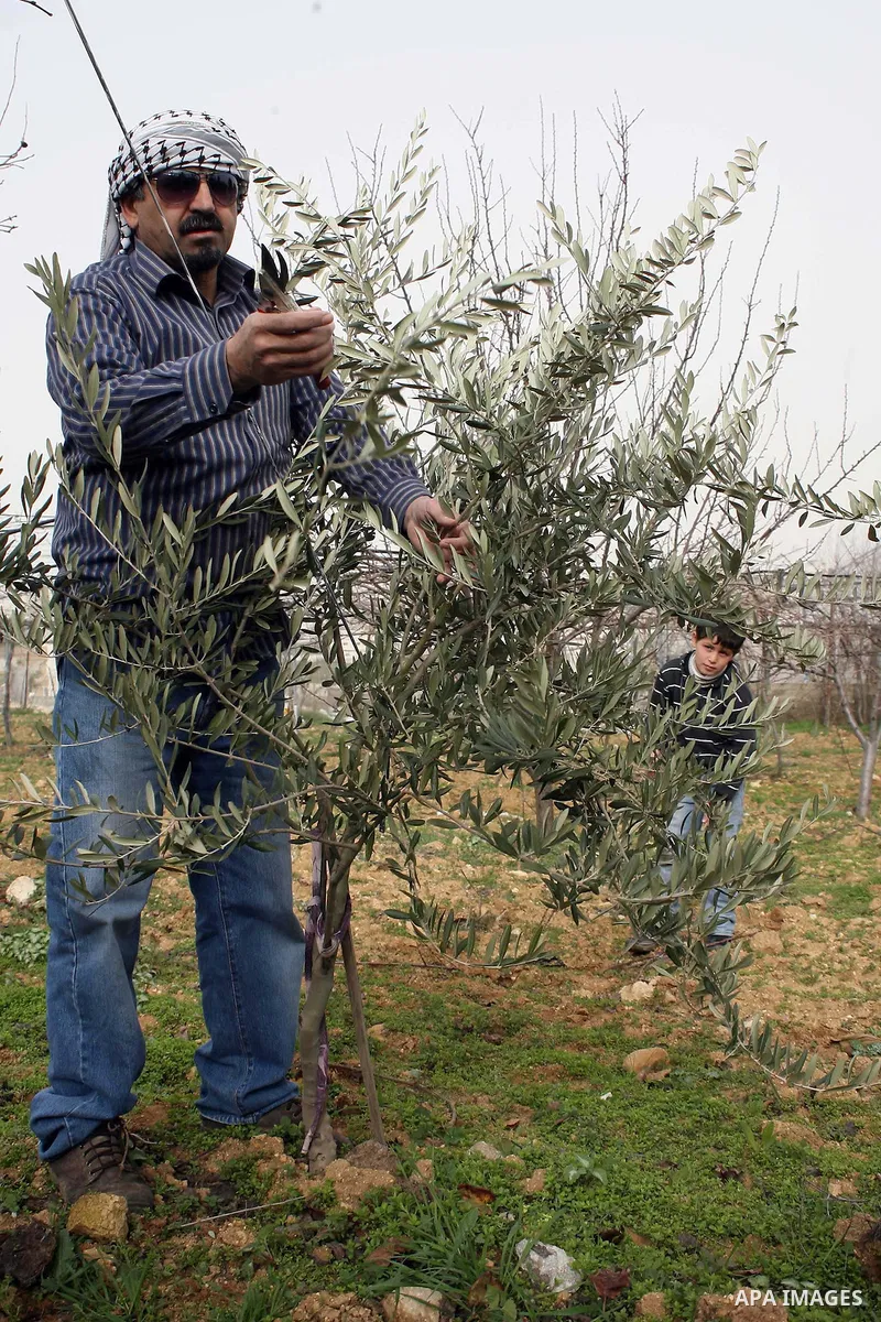 A Palestinian farmer is cutting the olive leaves at Hashlamoun farm in the West Bank city of Hebron, February 15, 2011. Palestinian farmers usually cut their trees in this time of the year by using special kinds of tools...