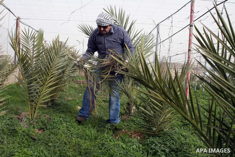 A Palestinian farmer is cutting the palm leaves at Hashlamoun farm in the West Bank city of Hebron, February 15, 2011. Palestinian farmers usually cut their trees in this time of the year by using special kinds of tools...