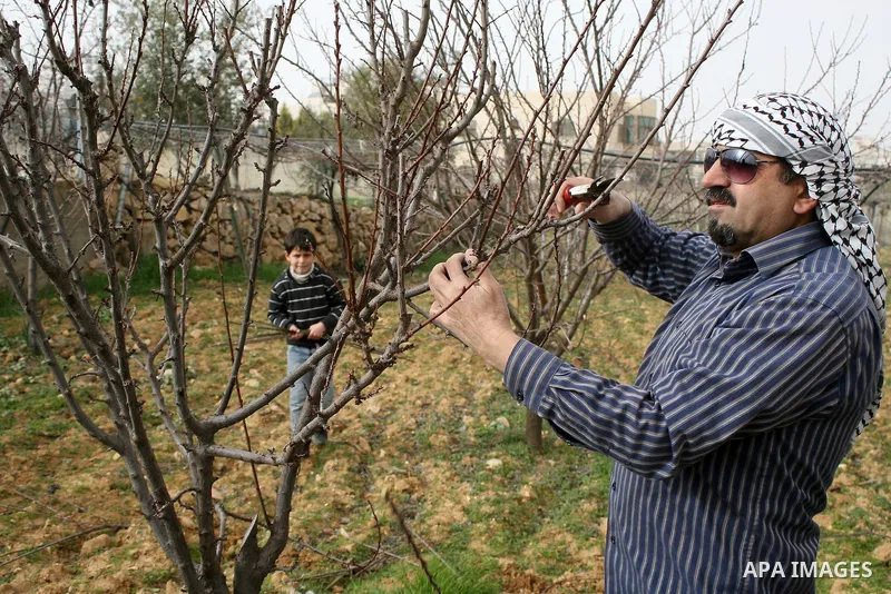 A Palestinian farmer is cutting the peaches trees at Hashlamoun farm in the West Bank city of Hebron, February 15, 2011. Palestinian farmers usually cut their trees in this time of the year by using special kinds of tool...