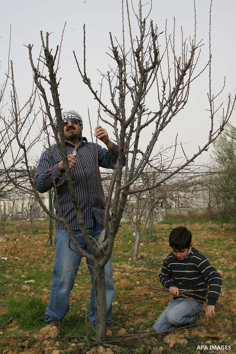 A Palestinian farmer is cutting the peaches trees at Hashlamoun farm in the West Bank city of Hebron, February 15, 2011. Palestinian farmers usually cut their trees in this time of the year by using special kinds of tool...
