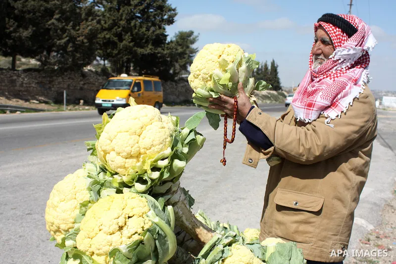 A Palestinian man sells cauliflowers in the street near the Palestinian village of Beit Omar, just north of the West Bank town of Hebron on February 27, 2011. Photo by Najeh Hashlamoun