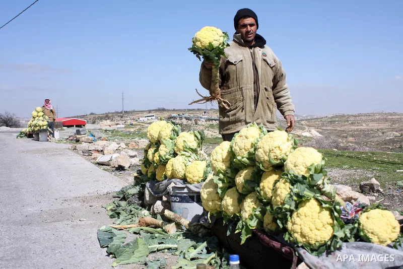 Palestinians selling cauliflowers in the street near the Palestinian village of Beit Omar, just north of the West Bank town of Hebron on February 27, 2011. Photo by Najeh Hashlamoun