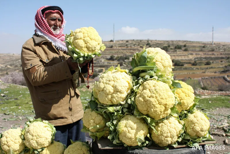A Palestinian man sells cauliflowers in the street near the Palestinian village of Beit Omar, just north of the West Bank town of Hebron on February 27, 2011. Photo by Najeh Hashlamoun