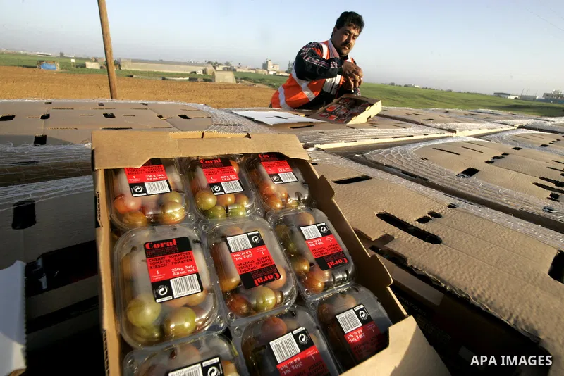 A Palestinian man inspects a truck loaded with cherry tomatoes at the Rafah border crossing in the southern Gaza Strip on March 02, 2011. Israel has granted special approval for the export of a small amount of Palestinia...