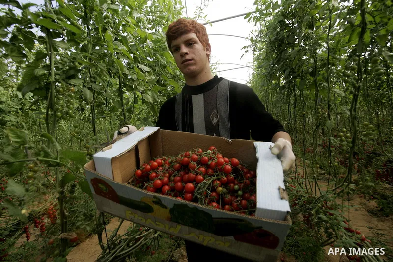 A Palestinian youth picks cherry tomatoes at a field in the southern Gaza Strip on March 02, 2011. Israel has granted special approval for the export of a small amount of Palestinian tomatoes from the Gaza Strip to the E...