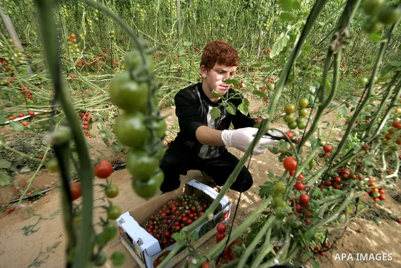 A Palestinian youth picks cherry tomatoes at a field in the southern Gaza Strip on March 02, 2011. Israel has granted special approval for the export of a small amount of Palestinian tomatoes from the Gaza Strip to the E...