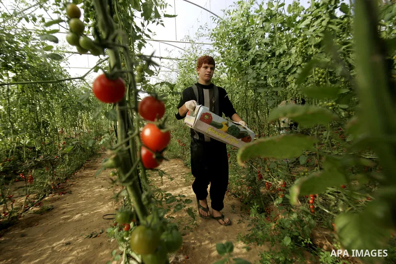 A Palestinian youth picks cherry tomatoes at a field in the southern Gaza Strip on March 02, 2011. Israel has granted special approval for the export of a small amount of Palestinian tomatoes from the Gaza Strip to the E...