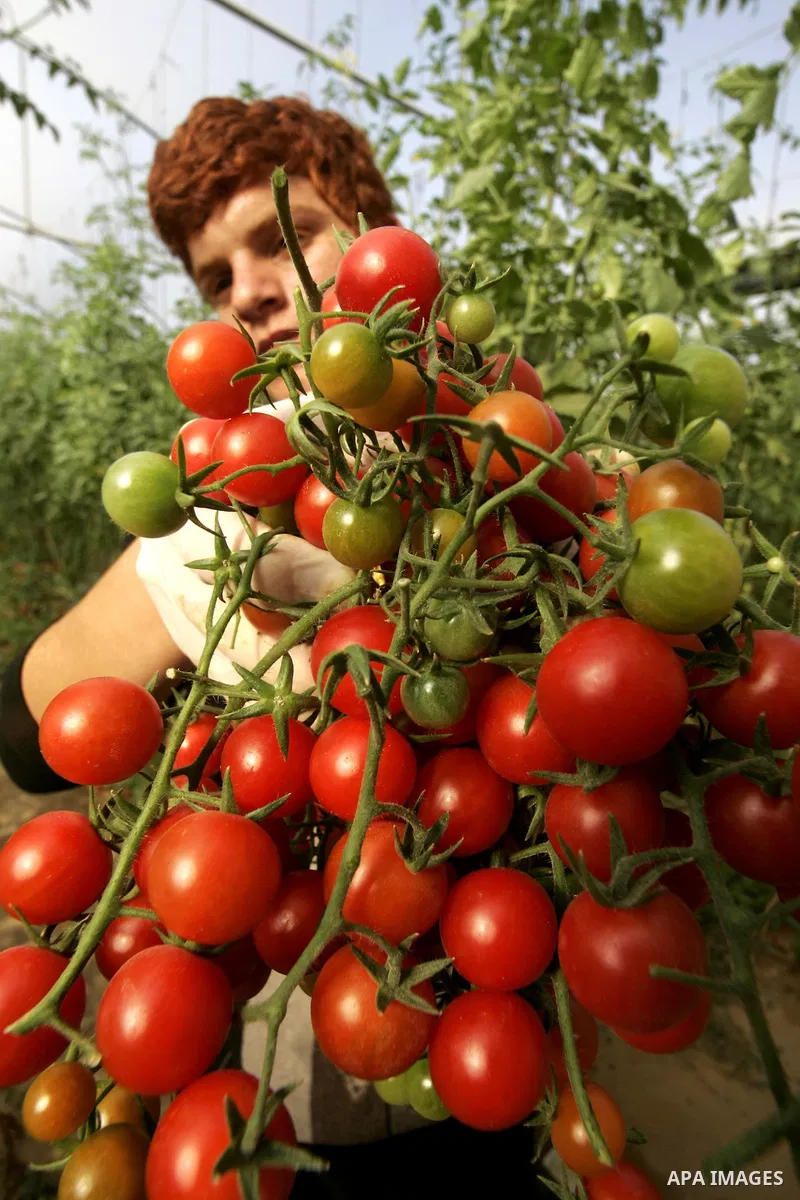 A Palestinian youth picks cherry tomatoes at a field in the southern Gaza Strip on March 02, 2011. Israel has granted special approval for the export of a small amount of Palestinian tomatoes from the Gaza Strip to the E...