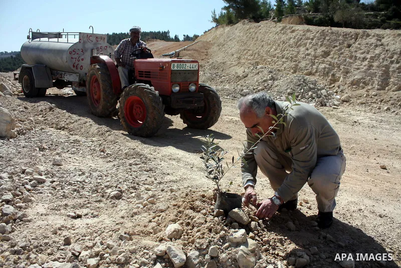 Palestinian take part to plant olive trees during a protest against Israel's controversial separation barrier in the West Bank village of Al Waljeh, near the biblical town of Bethlehem on March 04, 2011.Israel says the n...