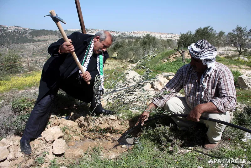Palestinian take part to plant olive trees during a protest against Israel's controversial separation barrier in the West Bank village of Al Waljeh, near the biblical town of Bethlehem on March 04, 2011.Israel says the n...