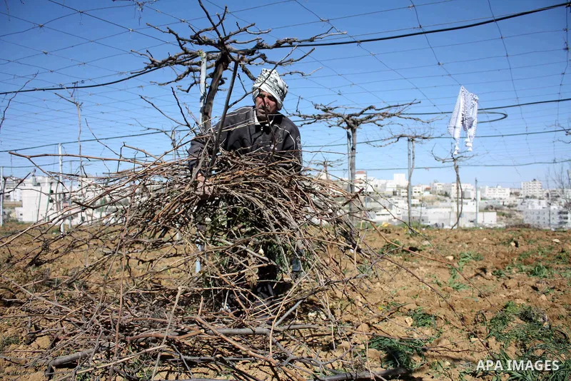 Palestinian farmers ride a donkey to plow a field in . Palestinian farmers usually plow their fields in this time of the year by using special kinds of tools which are archaic and modern. Most of them depend on there kno...