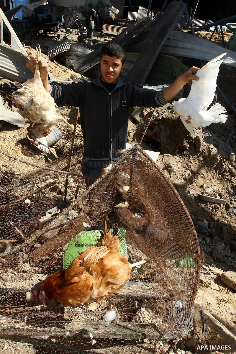 Palestinian boy shows his dead birds beside destroyed Hamas compound after an Israeli strike overnight in Gaza City on March 22, 2011 as Israel staged air raids in Gaza overnight, wounding 17 people, Palestinian medics s...