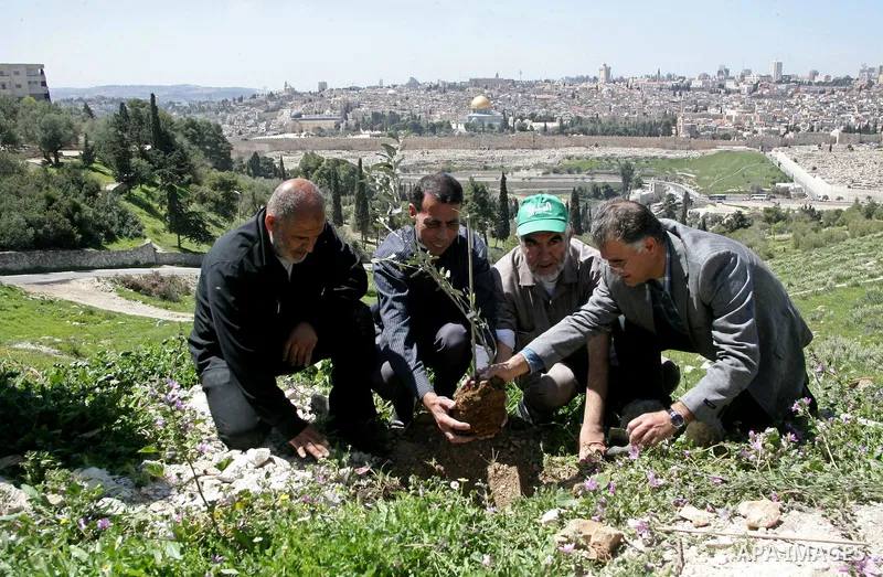 Sheikh Raed Salah and other Palestinians plant olive trees at the Mount of Olives, in East Jerusalem to mark the Land Day on March 30,2011, as hundreds of people across Israel and Palestinian territories were holding a s...
