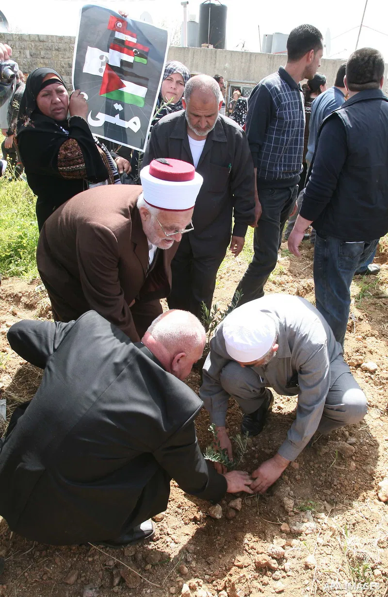 Sheikh Raed Salah and other Palestinians plant olive trees in the Village of the Prophet Samuel, near Jerusalem on April 1,2011. Photo by Sliman Khader.