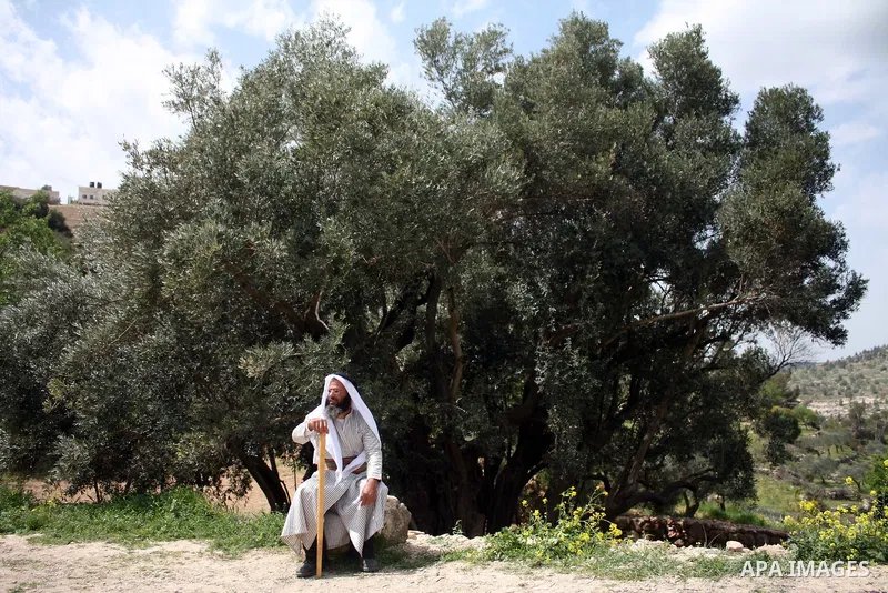 Palestinians plant olive tree near a Walajah's giant ancient olive tree, which the residents of the West Bank village say is the oldest in the Palestinian territories on April 03,2011, while Israeli earthmovers tear up a...