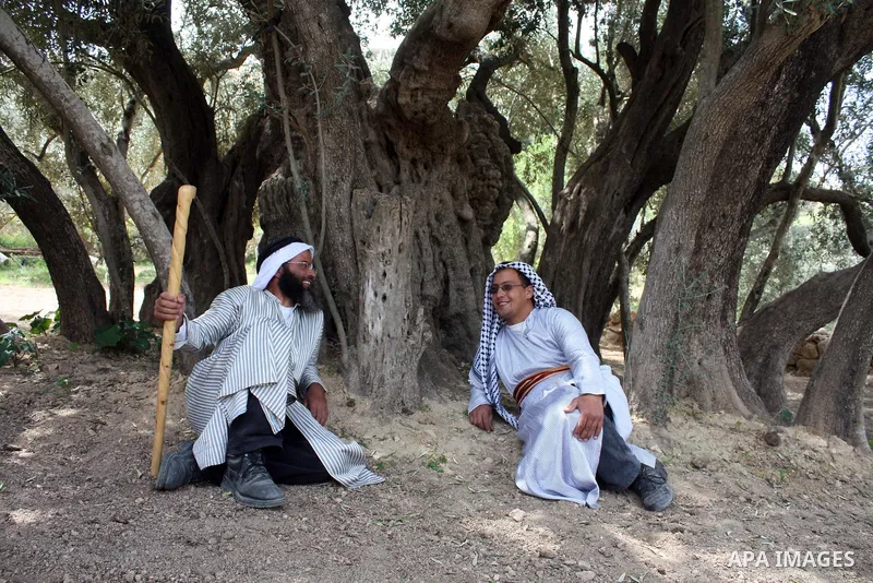Palestinians plant olive tree near a Walajah's giant ancient olive tree, which the residents of the West Bank village say is the oldest in the Palestinian territories on April 03,2011, while Israeli earthmovers tear up a...