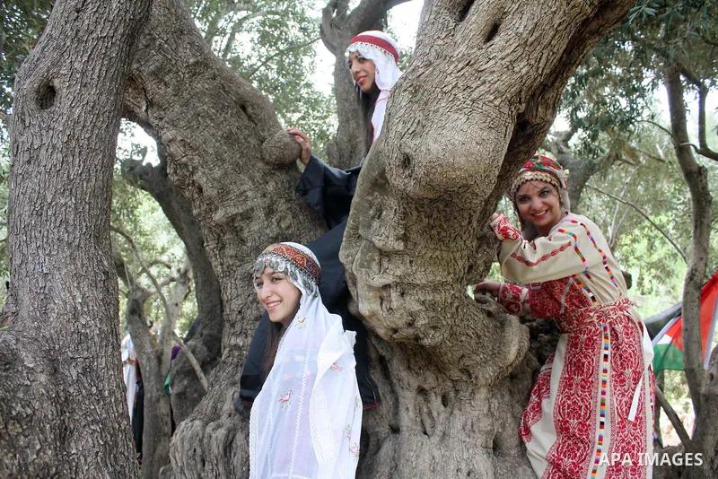 Palestinians plant olive tree near a Walajah's giant ancient olive tree, which the residents of the West Bank village say is the oldest in the Palestinian territories on April 03,2011, while Israeli earthmovers tear up a...