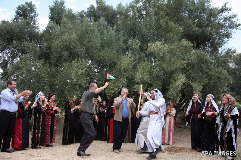 Palestinians plant olive trees near a Walajah's giant ancient olive tree, which the residents of the West Bank village say is the oldest in the Palestinian territories on April 03,2011, while Israeli earthmovers tear up...