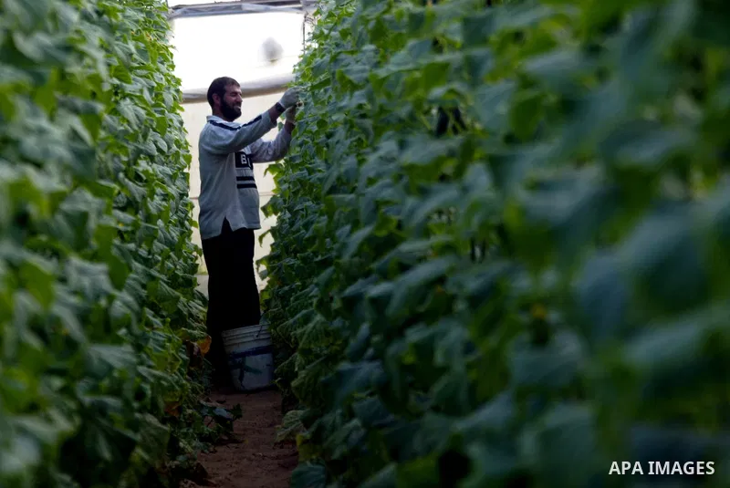 A Palestinian farmer harvests cucumber from his farm in Rafah, southern Gaza Strip on April 11, 2011. Gaza's farmers are entering their fifth year of export restrictions, imposed by Israel after the Islamic Hamas party t...