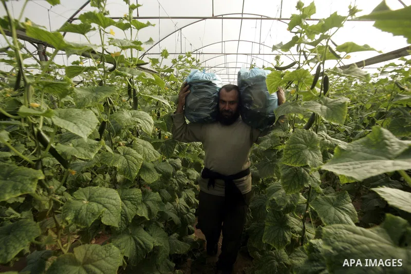 A Palestinian farmer harvests cucumber from his farm in Rafah, southern Gaza Strip on April 11, 2011. Gaza's farmers are entering their fifth year of export restrictions, imposed by Israel after the Islamic Hamas party t...