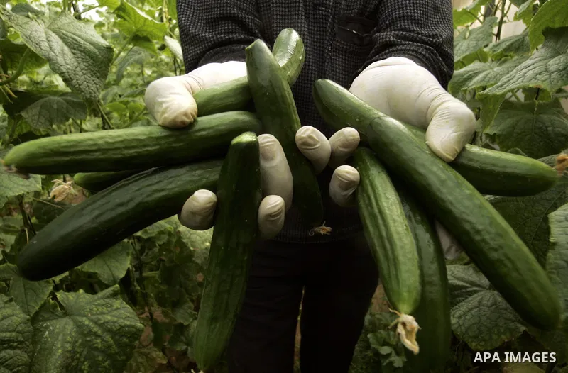 A Palestinian farmer harvests cucumber from his farm in Rafah, southern Gaza Strip on April 11, 2011. Gaza's farmers are entering their fifth year of export restrictions, imposed by Israel after the Islamic Hamas party t...