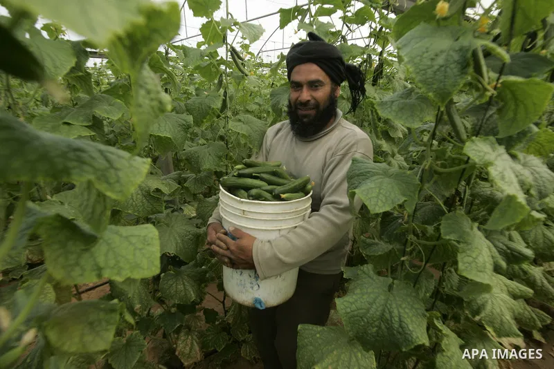 A Palestinian farmer harvests cucumber from his farm in Rafah, southern Gaza Strip on April 11, 2011. Gaza's farmers are entering their fifth year of export restrictions, imposed by Israel after the Islamic Hamas party t...