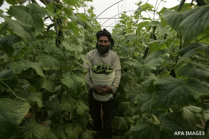A Palestinian farmer harvests cucumber from his farm in Rafah, southern Gaza Strip on April 11, 2011. Gaza's farmers are entering their fifth year of export restrictions, imposed by Israel after the Islamic Hamas party t...