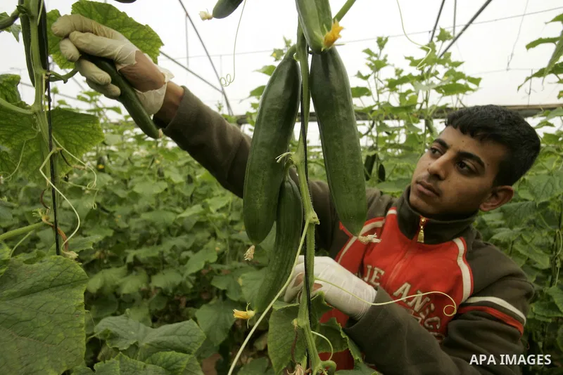 A Palestinian farmer harvests cucumber from his farm in Rafah, southern Gaza Strip on April 11, 2011. Gaza's farmers are entering their fifth year of export restrictions, imposed by Israel after the Islamic Hamas party t...