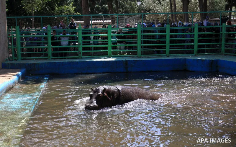 Palestinians watch a Hippo at the zoo in the West Bank city of Qalqilya, on April 12, 2011. The Hippo is presented by The Israeli zoo of Ramat-Gan as a gift to the only zoo of Qalqilya in the West Bank. Photo by Wagdi Es...