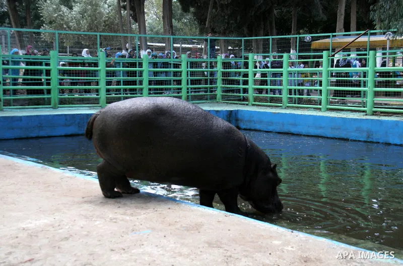 Palestinians watch a Hippo at the zoo in the West Bank city of Qalqilya, on April 12, 2011. The Hippo is presented by The Israeli zoo of Ramat-Gan as a gift to the only zoo of Qalqilya in the West Bank. Photo by Wagdi Es...