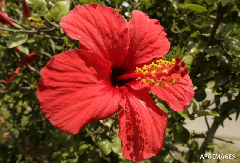 A flower is seen at a garden on April 13, 2011 in Rafah, southern Gaza Strip , as the sky is blue and sunny. Photo by Abed Rahim Khatib
