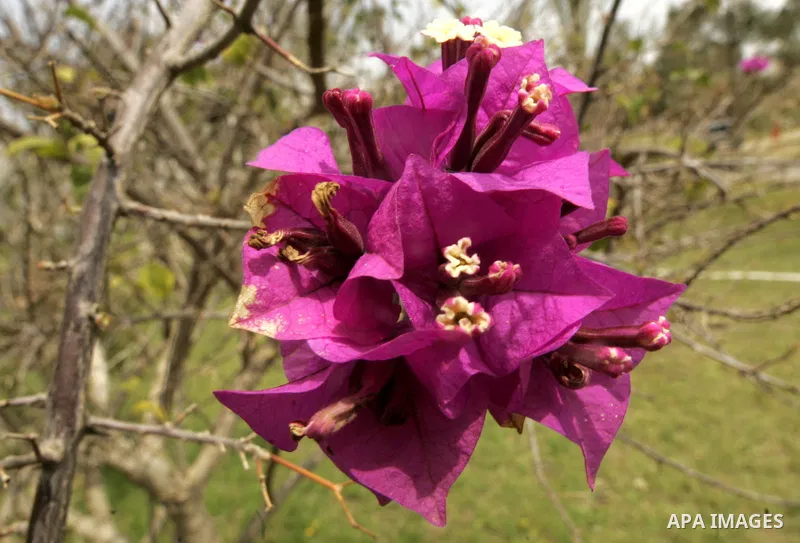 A flower is seen at a garden on April 13, 2011 in Rafah, southern Gaza Strip , as the sky is blue and sunny. Photo by Abed Rahim Khatib