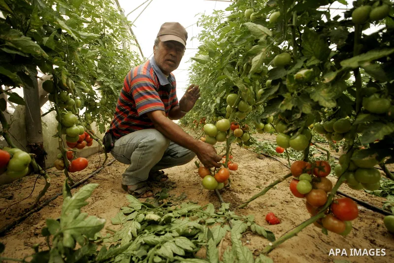 In this photo taken on April 21, 2011, Palestinian farmers work in turning the household garbage and the remains of plants into compost for farming in stead of the chemical fertilizers in the southern Gaza Strip town of...
