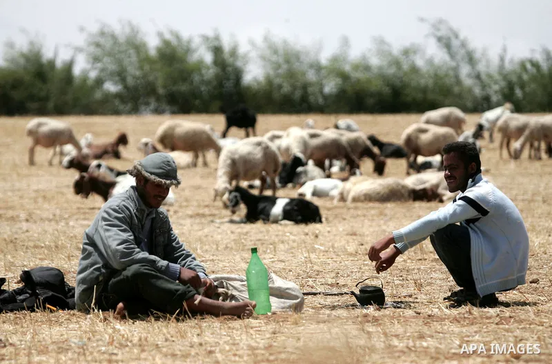 Palestinian shepherds sit for rest next their cattle flock at a farm in the northern Gaza Strip on May 12,2011. Photo by Mohammed Othman