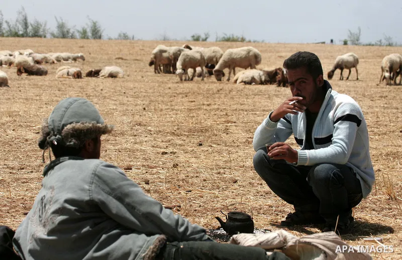 Palestinian shepherds sit for rest next their cattle flock at a farm in the northern Gaza Strip on May 12,2011. Photo by Mohammed Othman