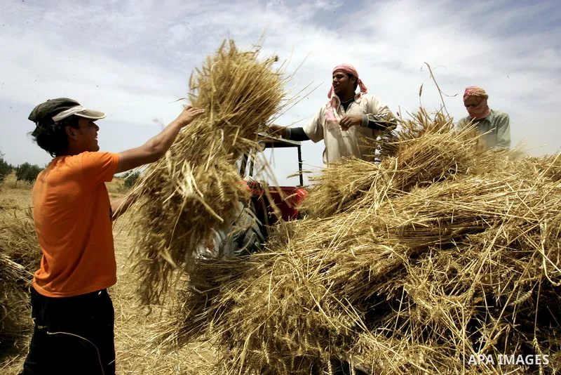 Palestinian farmers pulverize hay at their farm in the southern Gaza Strip town of Khan Yunis on May 21, 2011. Photo by Abed Rahim Khatib