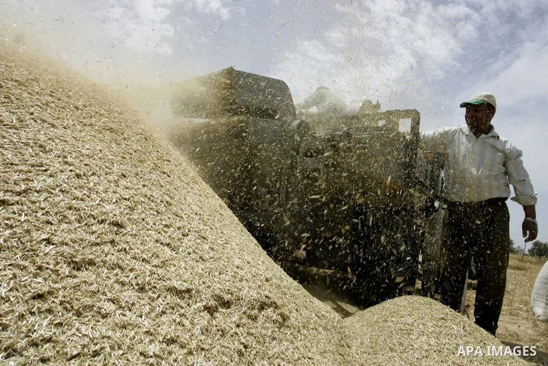 Palestinian farmers pulverize hay at their farm in the southern Gaza Strip town of Khan Yunis on May 21, 2011. Photo by Abed Rahim Khatib
