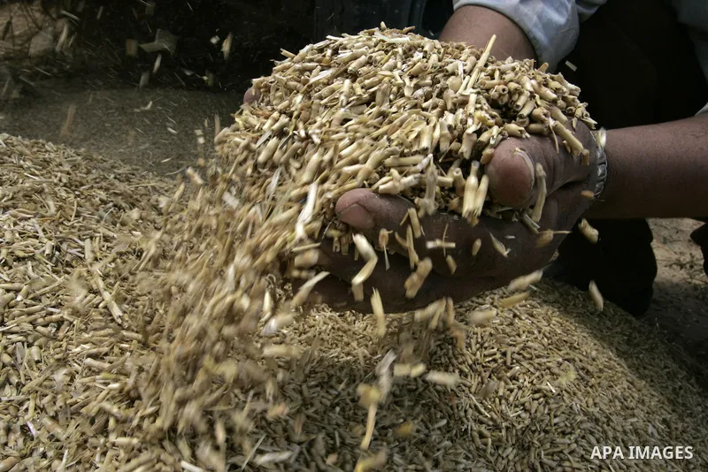 Palestinian farmers pulverize hay at their farm in the southern Gaza Strip town of Khan Yunis on May 21, 2011. Photo by Abed Rahim Khatib