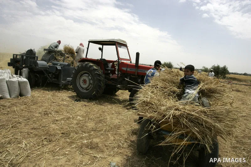 Palestinian farmers pulverize hay at their farm in the southern Gaza Strip town of Khan Yunis on May 21, 2011. Photo by Abed Rahim Khatib