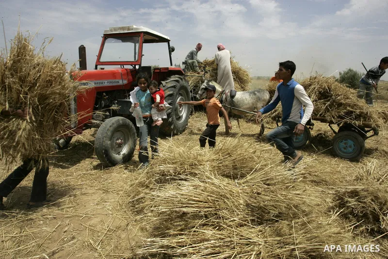 Palestinian farmers pulverize hay at their farm in the southern Gaza Strip town of Khan Yunis on May 21, 2011. Photo by Abed Rahim Khatib