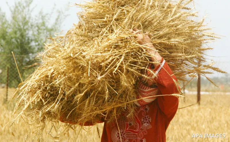 Palestinian farmers pulverize hay at their farm in the southern Gaza Strip town of Khan Yunis on May 21, 2011. Photo by Abed Rahim Khatib